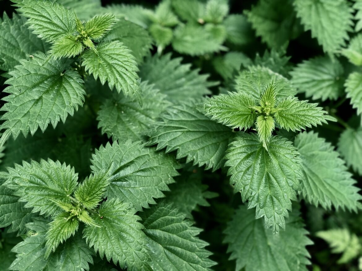 NETTLE TEA IS ABLE TO BALANCE NETTLE TEA IS ABLE TO BALANCE