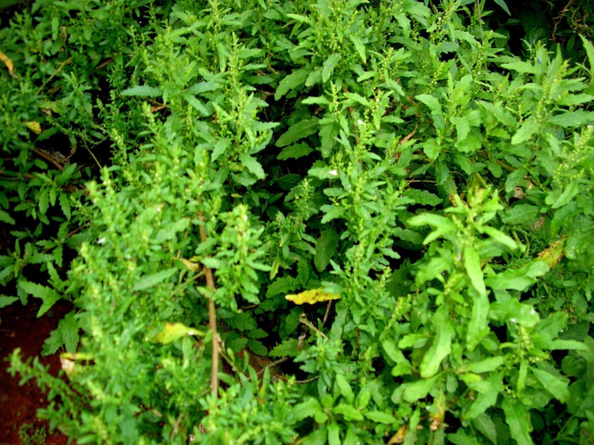 Santa Maria herb tea Santa Maria herb tea